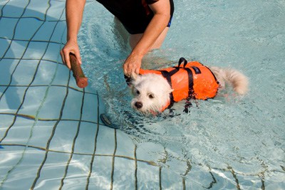 Hund und Trainerin in einem Schwimmbecken